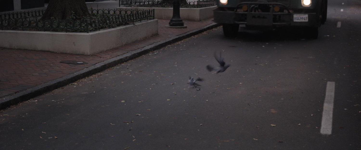 Pigeons flying away from street as car pulls forward.
