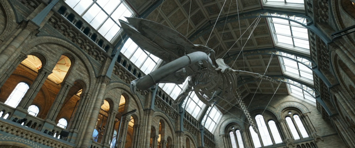 Interior of the Oxford Museum of Natural History, specifically a hanging skeleton of a whale.