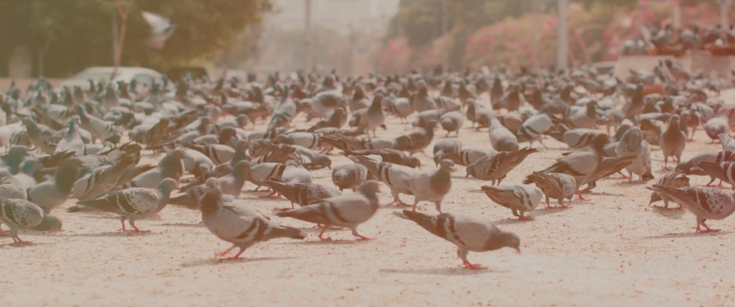 Ms Marvel end credit screen: Pigeons