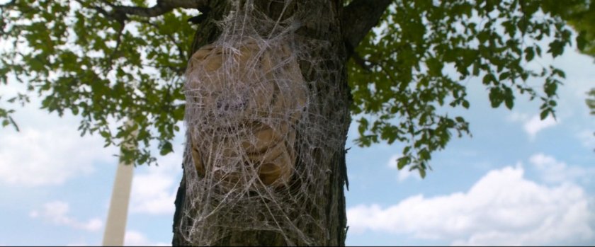 Backpack webbed to tree with Washington Monument in background.