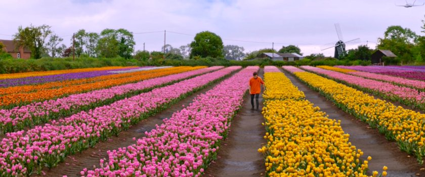 Peter Parker walks through a tulip field in the Netherlands.