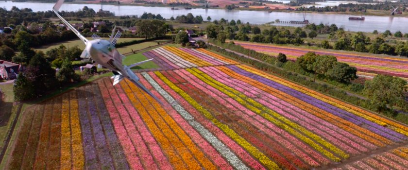 A small jet airplane flying over a tulip field near a windmill in the Netherlands.