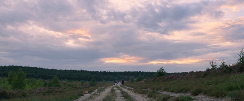 A rough dirt road through a meadow under overcast skies.
