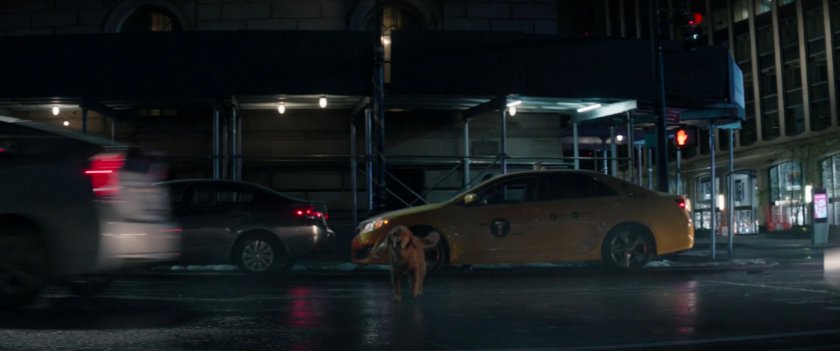 A dog tuns into traffic in a New York intersection.