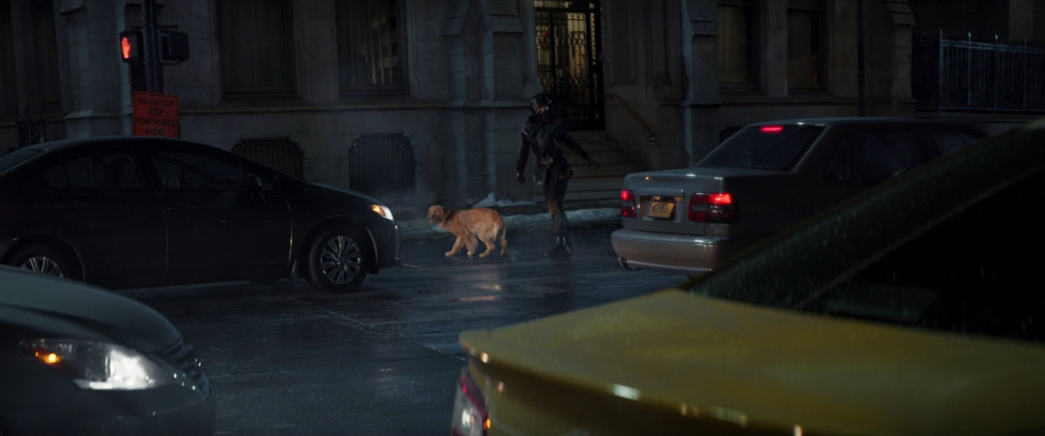 Kate rescues a dog from a New York intersection.