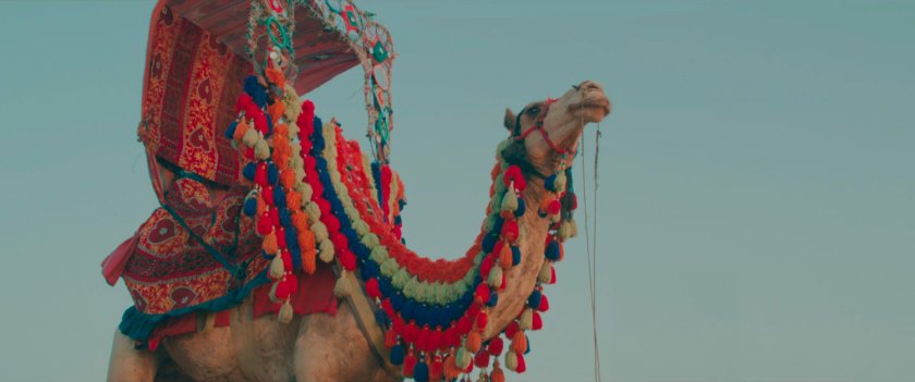 Ms Marvel end credit screen: Camel