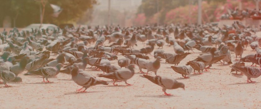 Ms Marvel end credit screen: Pigeons