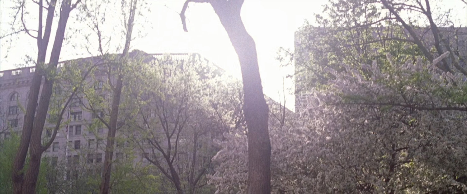 Trees in Madison Square Park.
