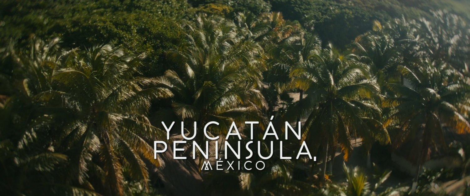 Aerial of palm trees. Text: Yucatán Peninsula, Mexico.
