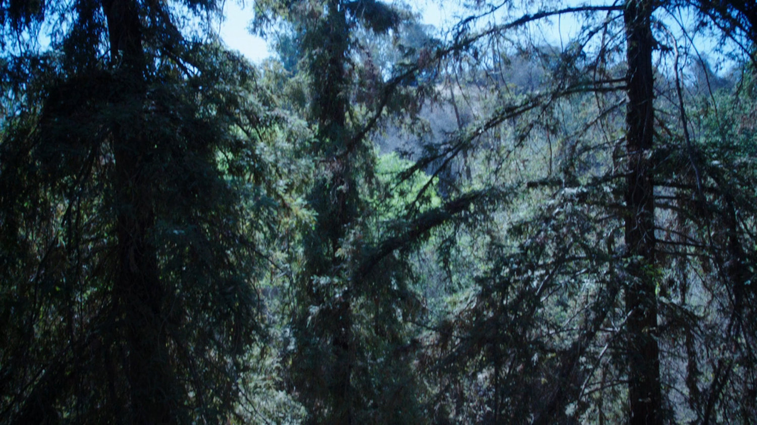 Pine trees in forest.