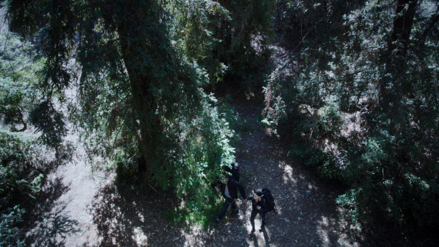 High angle of two people in pine forest.