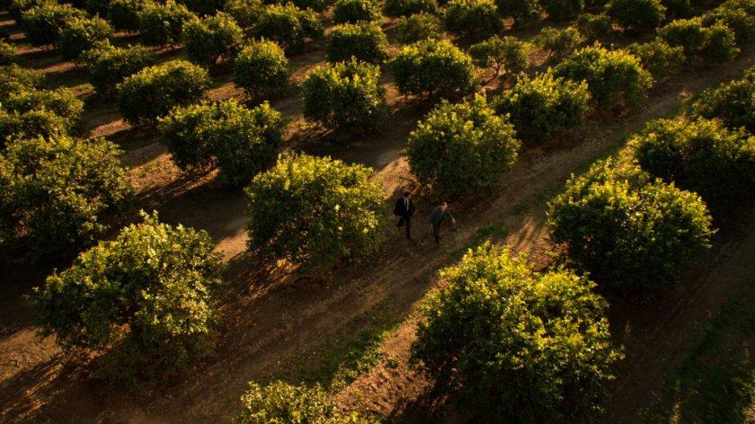Ward and Coulson walking through Italian vineyard.