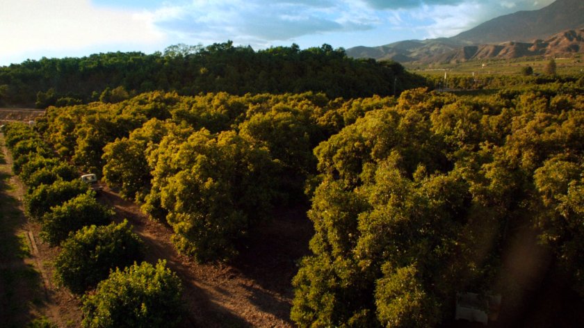 Ward and Coulson driving through Italian vineyard.