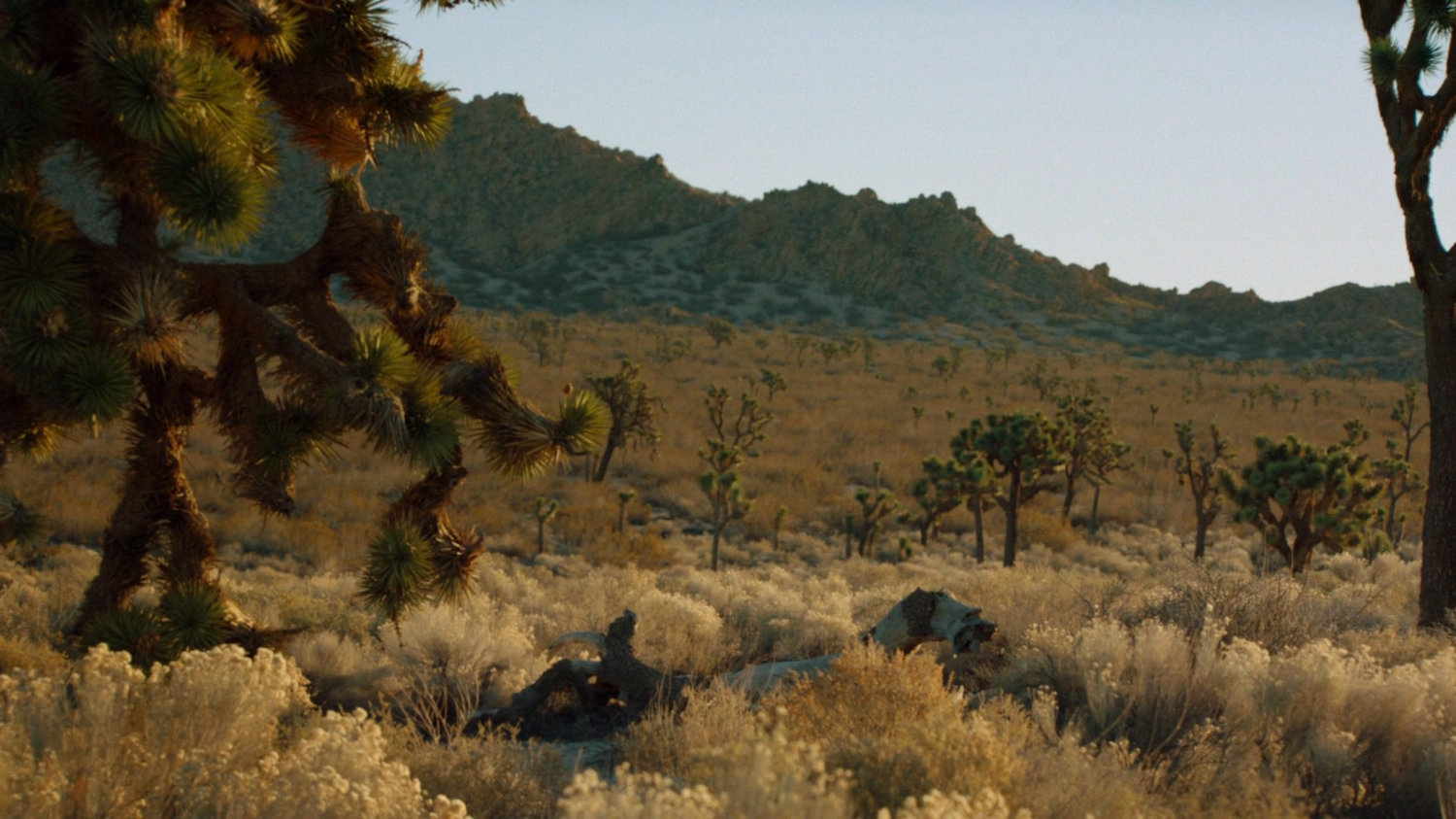 Scrub brush and sparse tress in Death Valley.