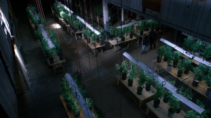 High angel shot of Luke and Jessica walking through a pot farm inside the warehouse.
