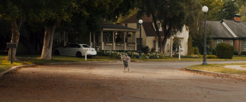 Coyote in street outside Agatha's house.