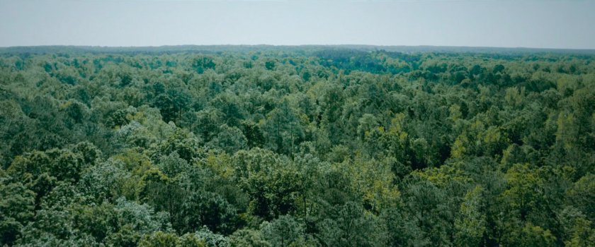 Aerial of New England woods, 1750.
