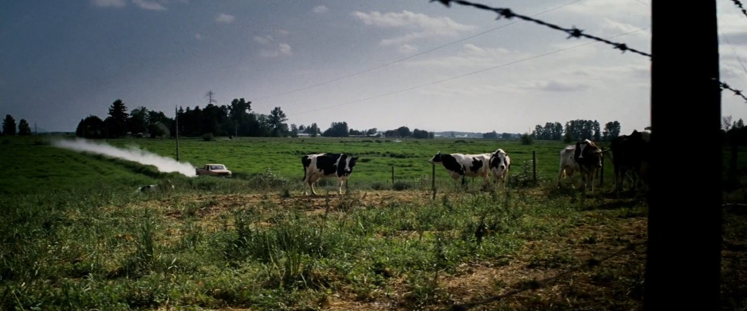 Pickup truck driving past cows outside the McCabe farm.