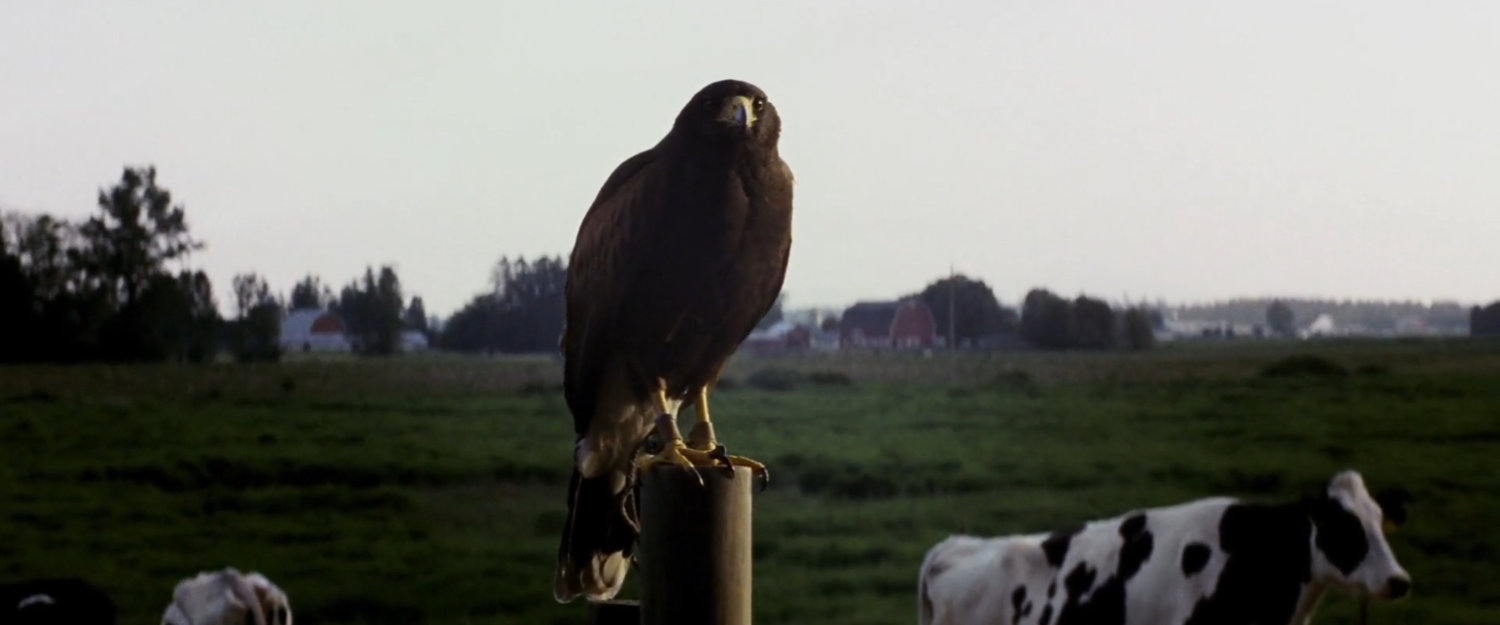 Tattoo's eagle on a fencepost outside McCabe farmhouse.