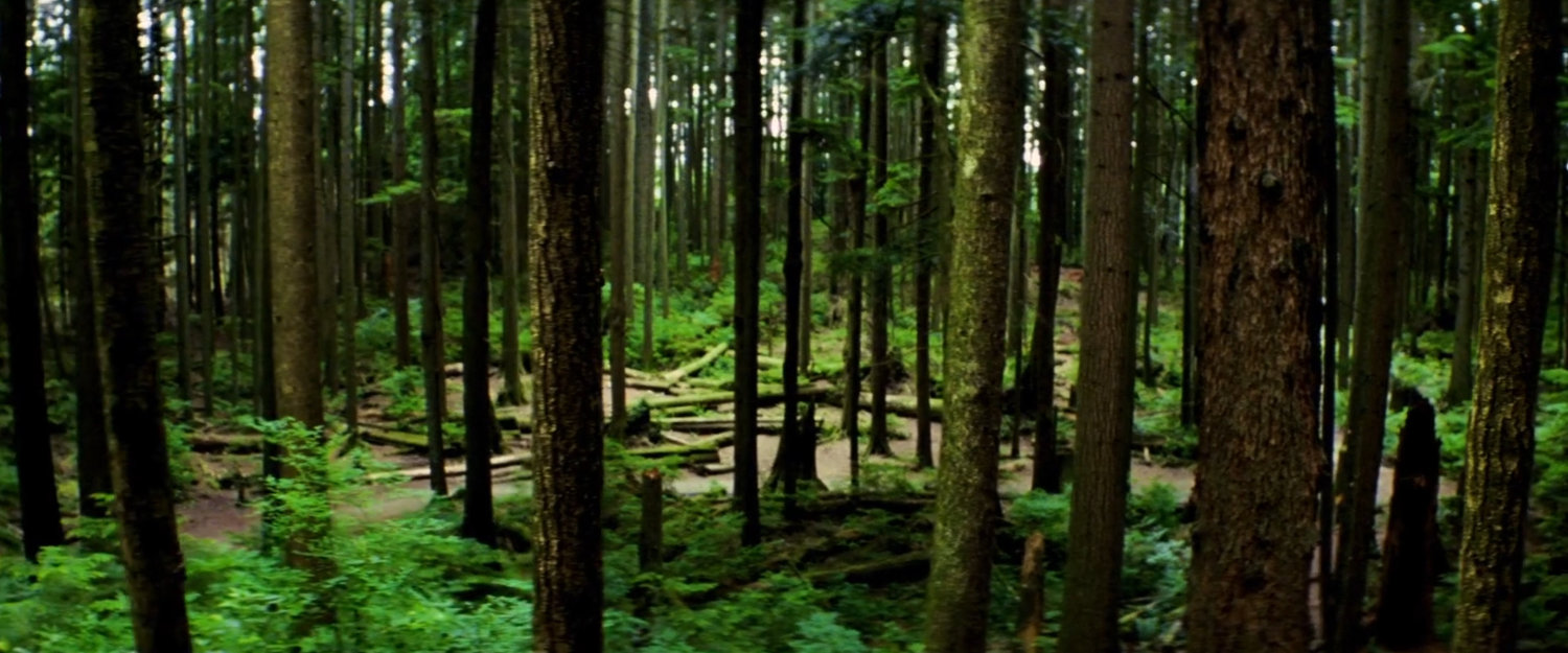 Dense woods.