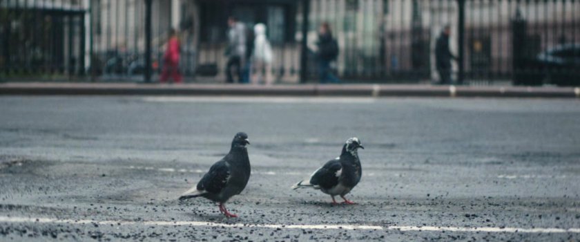 Interstitial: pigeons on street.