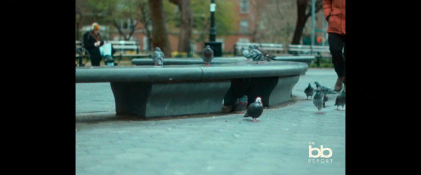 BB Report: pigeons by stone park bench.