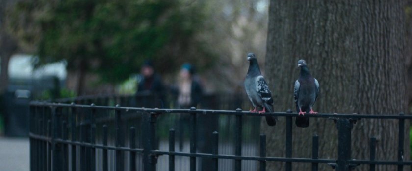 Interstitial: pigeons sitting on fence by tree.
