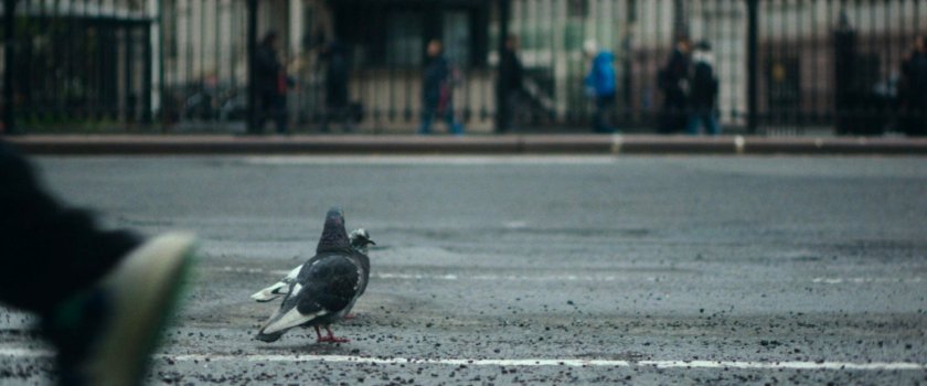 Interstitial: pigeons on the street.