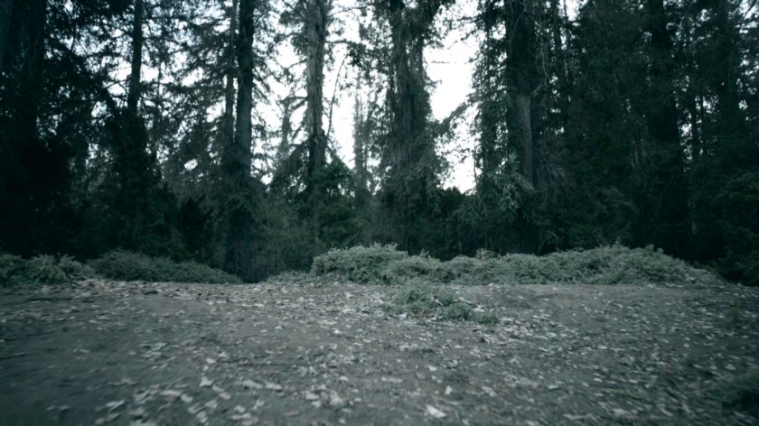 Woods on the SHIELD Academy grounds in the Framework.