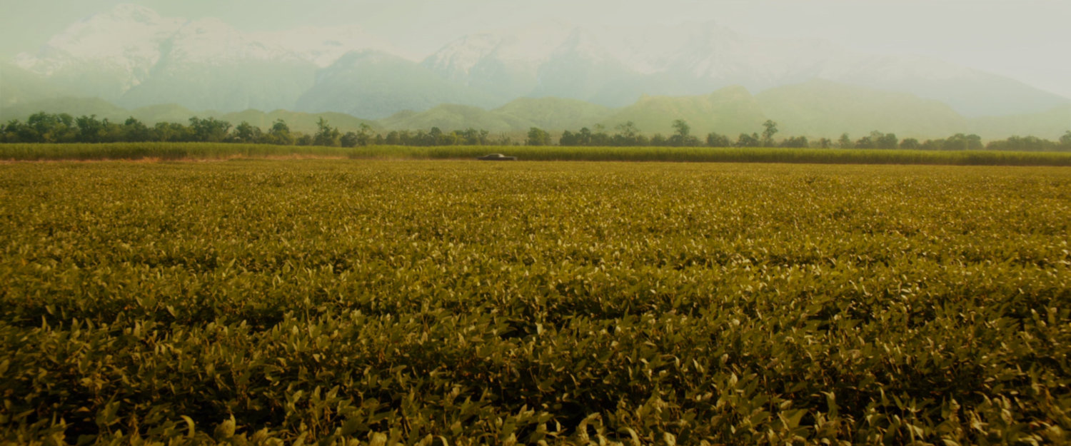 A South American field.