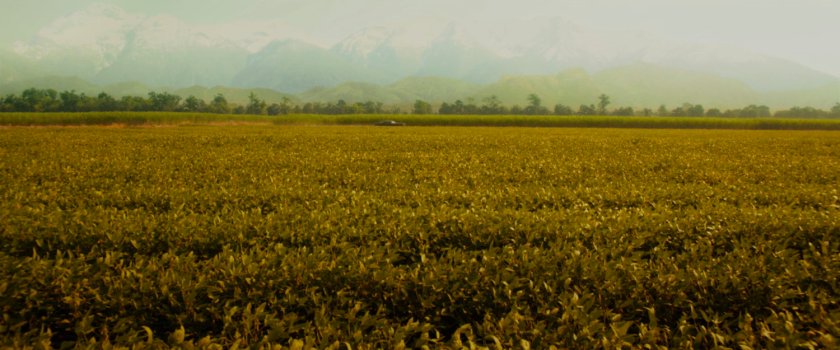 A South American field.