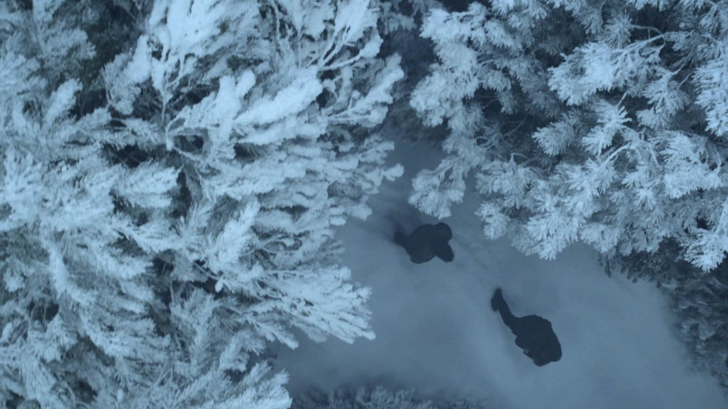 Coulson and Talbot in a snowy pine forest.