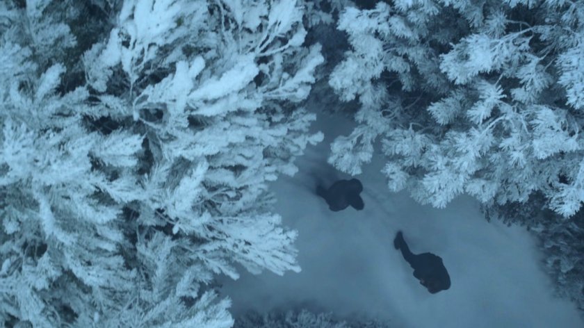 Coulson and Talbot in a snowy pine forest.