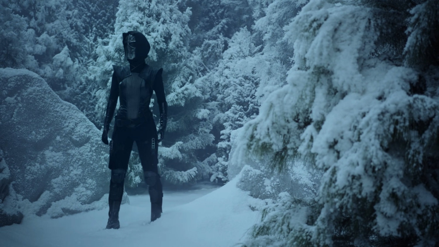 Ruby in a snowy pine forest.