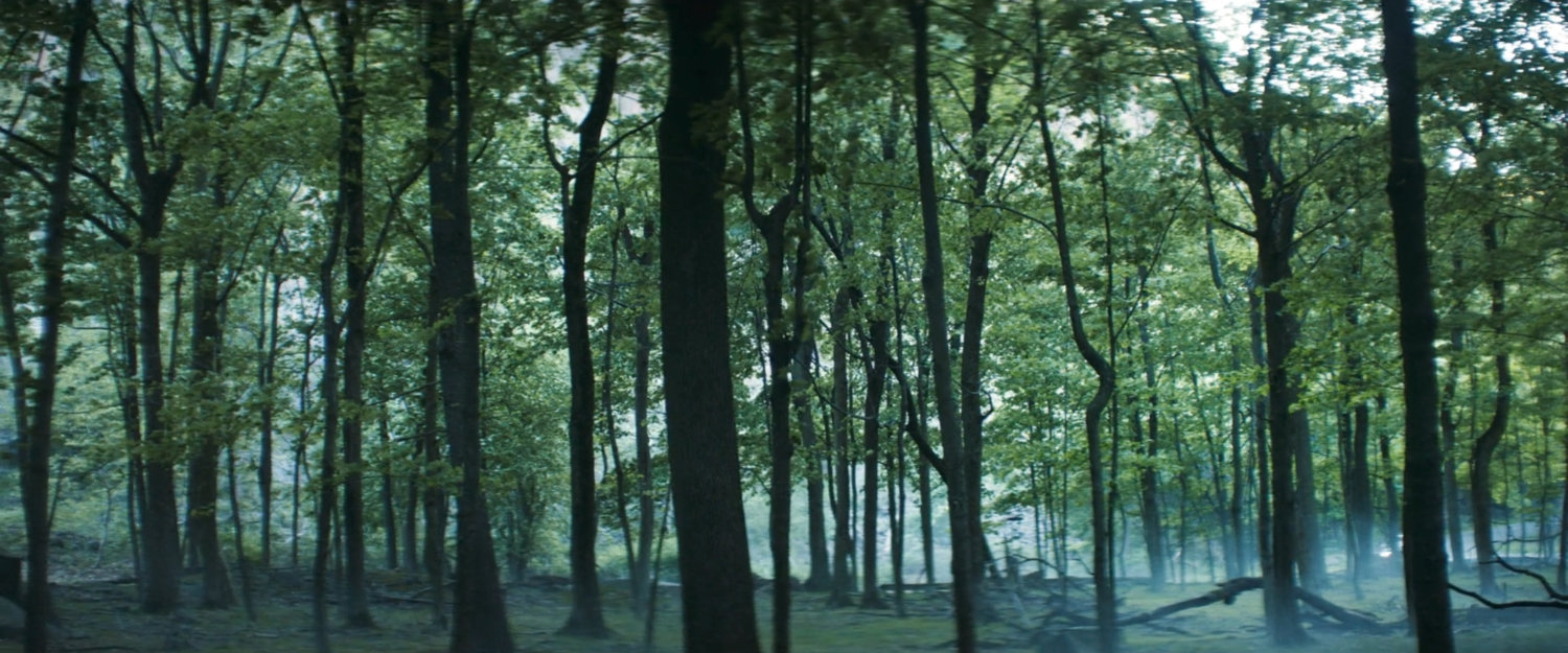 Woods outside New York City.