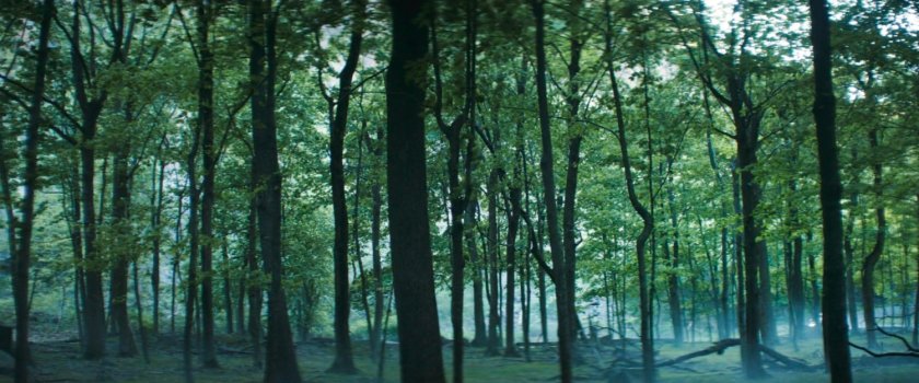 Woods outside New York City.